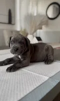 West , a male Cane Corso for sale in Great Mills, MD – 1 of 9