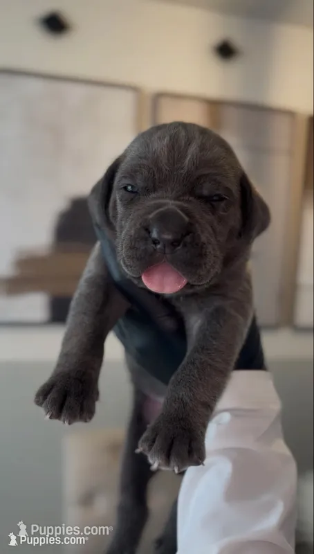 Valor – Cane Corso puppy for sale in Great Mills, MD