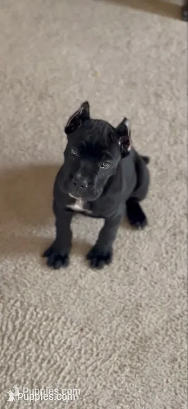 Lotus – Cane Corso puppy for sale in Lusby, MD