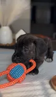 West , a male Cane Corso for sale in Great Mills, MD – 3 of 8