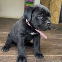 Hydra, a female Cane Corso for sale in Lusby, MD – Photo 3 of 8