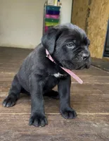 Hydra, a female Cane Corso for sale in Lusby, MD – Photo 3 of 8