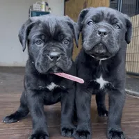 Hydra, a female Cane Corso for sale in Lusby, MD – Photo 5 of 8