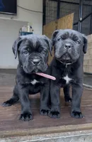Hydra, a female Cane Corso for sale in Lusby, MD – Photo 5 of 8