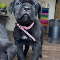 Hydra, a female Cane Corso for sale in Lusby, MD – Photo 6 of 8