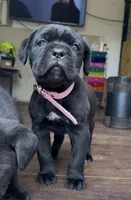 Hydra, a female Cane Corso for sale in Lusby, MD – Photo 6 of 8