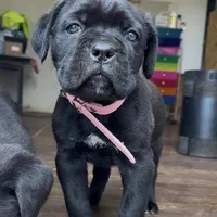 Hydra, a female Cane Corso for sale in Lusby, MD – Photo 2 of 8