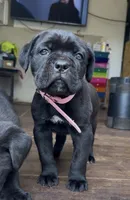 Hydra, a female Cane Corso for sale in Lusby, MD – Photo 2 of 8