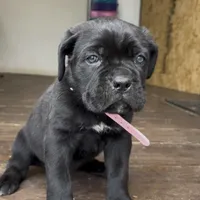 Hydra, a female Cane Corso for sale in Lusby, MD – Photo 1 of 8