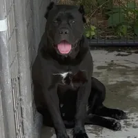 Hydra, a female Cane Corso for sale in Lusby, MD – Photo 8 of 8