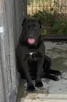 Hydra, a female Cane Corso for sale in Lusby, MD – Photo 8 of 8