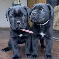 Hydra, a female Cane Corso for sale in Lusby, MD – Photo 4 of 8