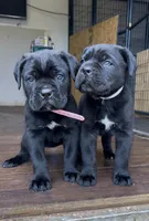 Hydra, a female Cane Corso for sale in Lusby, MD – Photo 4 of 8