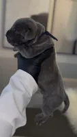 Rebel, a male Cane Corso for sale in Great Mills, MD – 3 of 6