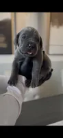 Saber , a male Cane Corso for sale in Great Mills, MD – 5 of 6