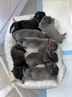 West , a male Cane Corso for sale in Great Mills, MD – 7 of 8