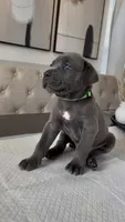 Luxe, a male Cane Corso for sale in Great Mills, MD – 3 of 7