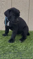 Lotus, a female Cane Corso for sale in Lusby, MD – 2 of 7