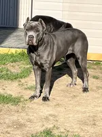 Luxe , a male Cane Corso for sale in Lusby, MD – 5 of 5