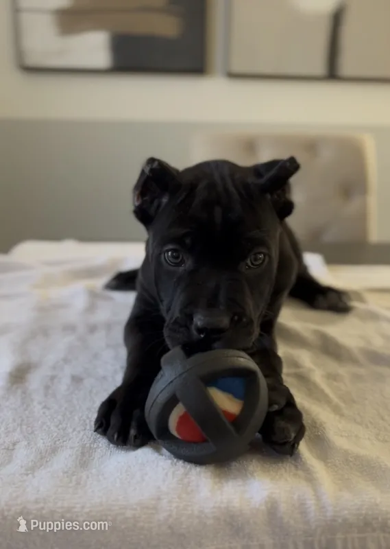 London  – Cane Corso puppy for sale in Lusby, MD