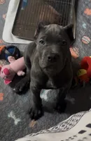 West , a male Cane Corso for sale in Great Mills, MD – 2 of 8
