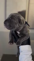 Rebel, a male Cane Corso for sale in Great Mills, MD – 2 of 6