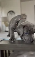 West , a male Cane Corso for sale in Great Mills, MD – 7 of 9
