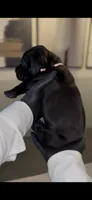 Hydra, a female Cane Corso for sale in Great Mills, MD – 3 of 10
