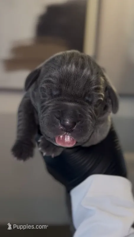 Rebel – Cane Corso puppy for sale in Great Mills, MD