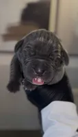 Rebel, a male Cane Corso for sale in Great Mills, MD – 1 of 6