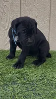 Lotus, a female Cane Corso for sale in Lusby, MD – 3 of 7