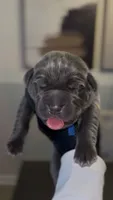 Saber , a male Cane Corso for sale in Great Mills, MD – 3 of 6