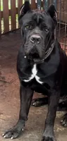 Lotus, a female Cane Corso for sale in Lusby, MD – 6 of 7