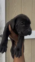 London , a female Cane Corso for sale in Great Mills, MD – 2 of 5