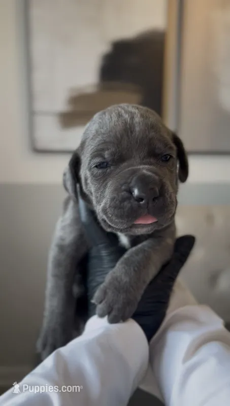 Valor – Cane Corso puppy for sale in Great Mills, MD