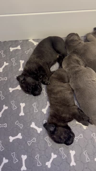 West , a male Cane Corso for sale in Great Mills, MD – 9 of 9
