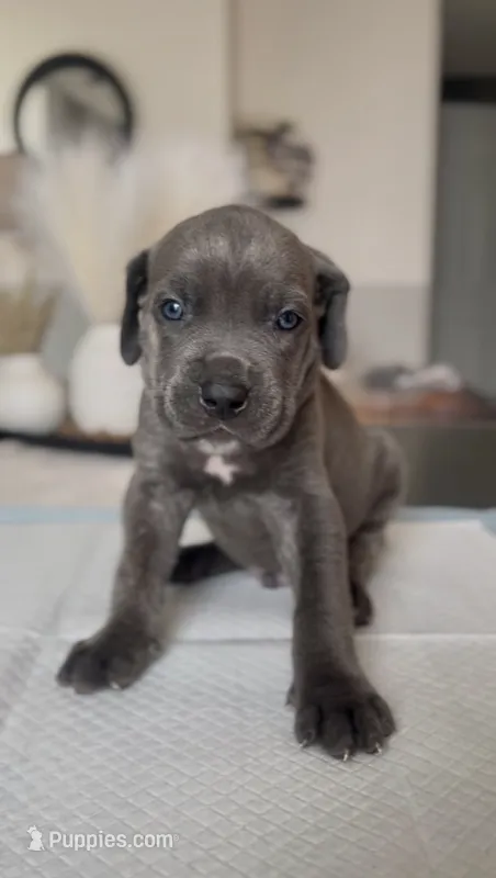 Rebel – Cane Corso puppy for sale in Great Mills, MD