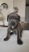 West , a male Cane Corso for sale in Great Mills, MD – 2 of 9