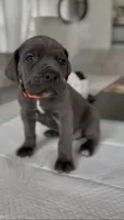 Valor, a male Cane Corso for sale in Great Mills, MD – 4 of 9
