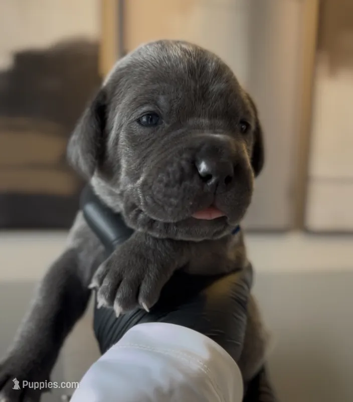 Rebel – Cane Corso puppy for sale in Great Mills, MD