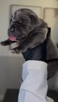 Valor, a male Cane Corso for sale in Great Mills, MD – 3 of 8