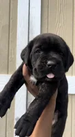 Scarlet , a female Cane Corso for sale in Great Mills, MD – 3 of 8