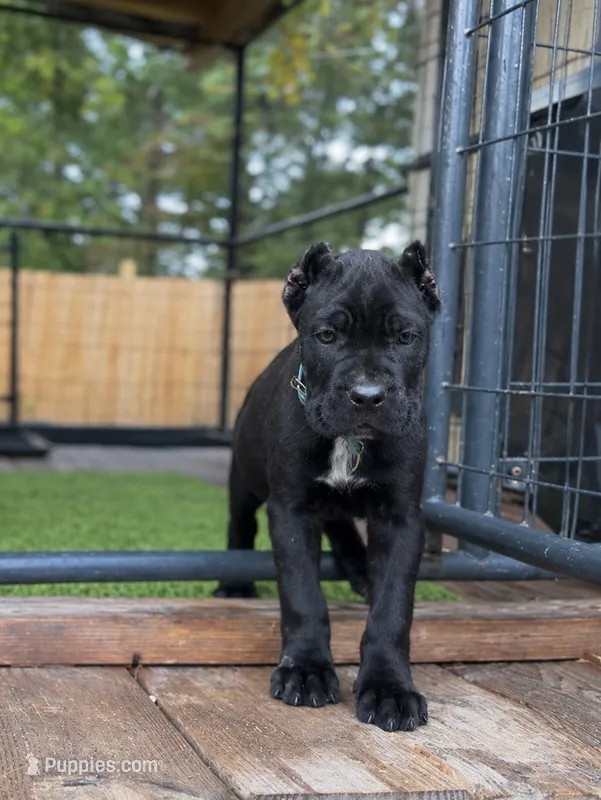 Lotus – Cane Corso puppy for sale in Lusby, MD