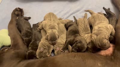 Hydra, a female Cane Corso for sale in Great Mills, MD – 9 of 10