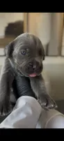 Rebel, a male Cane Corso for sale in Great Mills, MD – 2 of 9