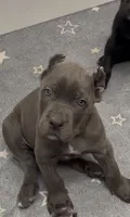 West , a male Cane Corso for sale in Great Mills, MD – 5 of 8