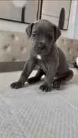 Luxe, a male Cane Corso for sale in Great Mills, MD – 5 of 7