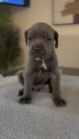 Valor, a male Cane Corso for sale in Great Mills, MD – 6 of 9