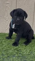 Lotus, a female Cane Corso for sale in Lusby, MD – 4 of 7