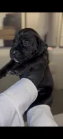 Hydra, a female Cane Corso for sale in Great Mills, MD – 2 of 10